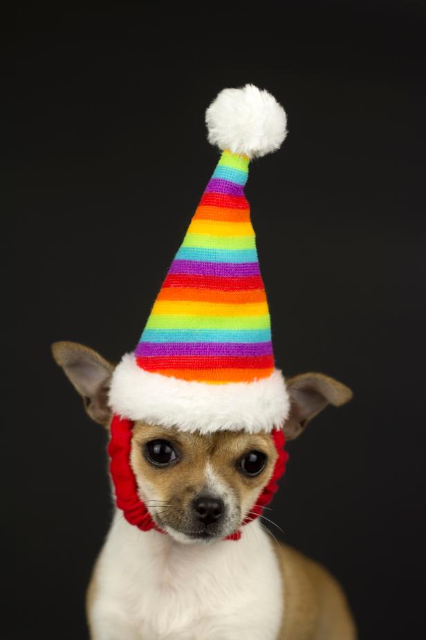 This Is the Cutest Pride Pet Gear You Ever Did See Celebrate Pride with TLC TLC